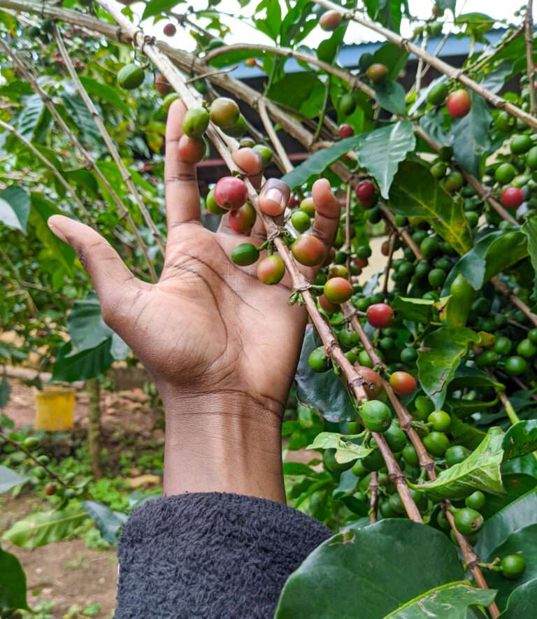 Kenyan Coffee Cherries