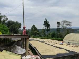 Black Tea notes in South Rift Kenyan Coffee article by Jikoni Buzz