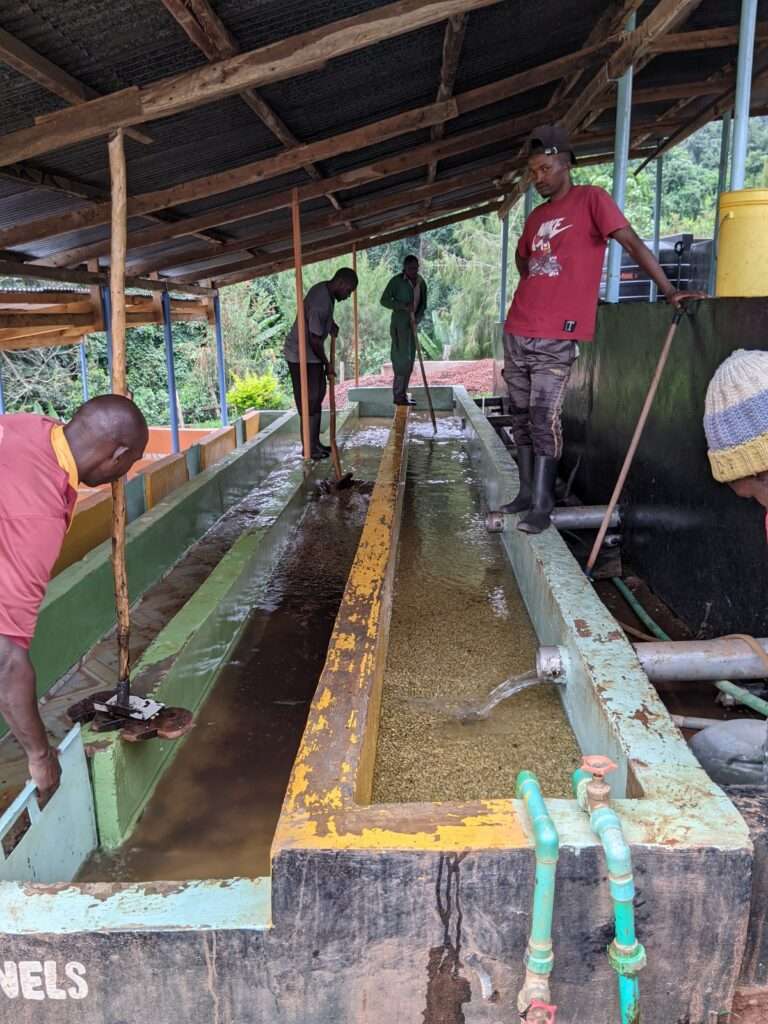 Kenyan coffee black tea notes article by Jikoni Buzz